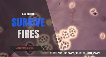 Surviving the Flames: Can Spores Endure Wildfires and Heat?