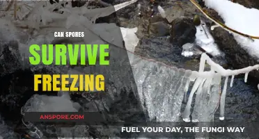 Can Spores Survive Freezing? Unveiling Their Resilience in Extreme Cold