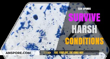 Surviving Extremes: How Spores Endure Harsh Environmental Conditions