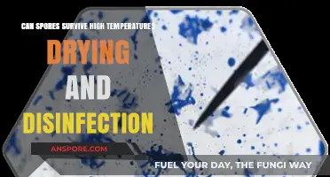 Surviving Extremes: Can Spores Withstand Heat, Drying, and Disinfection?