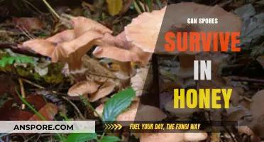 Can Spores Survive in Honey? Unveiling the Sweet Preservation Mystery