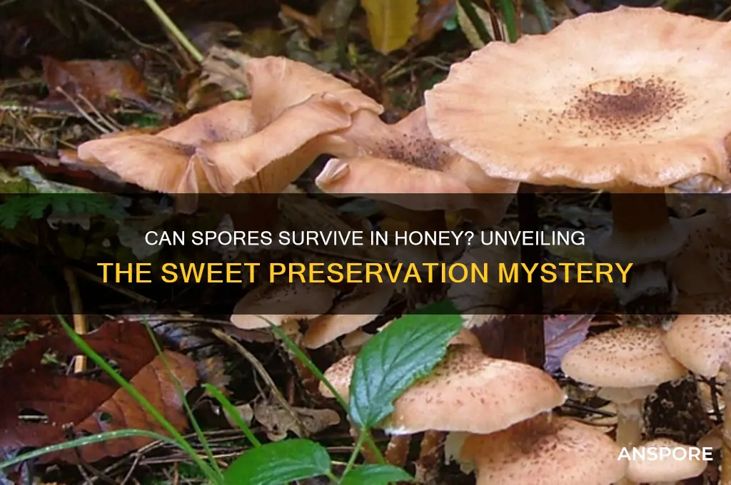 can spores survive in honey