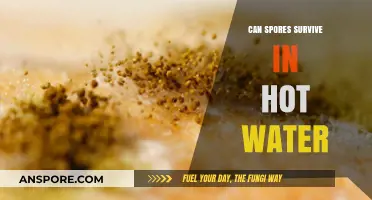 Can Spores Survive in Hot Water? Unveiling Their Resilience and Limits