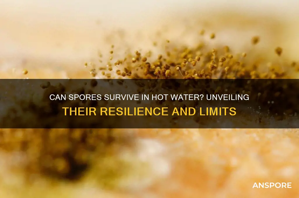 can spores survive in hot water