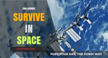 Can Spores Survive in Space? Exploring Microbial Life's Cosmic Resilience
