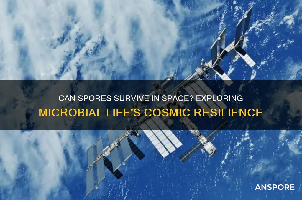 can spores survive in space