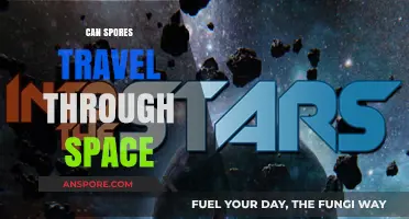 Can Spores Survive and Travel Through the Vastness of Space?
