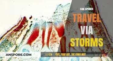 Storms as Spores' Superhighways: Unveiling Nature's Dispersal Secrets