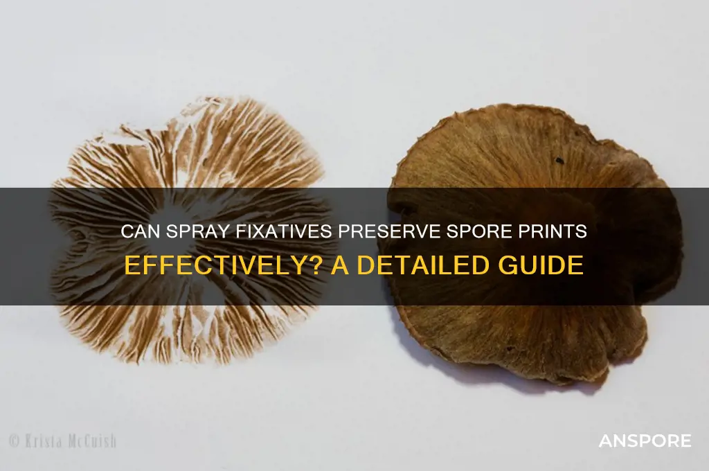 can spray spore prints fixative
