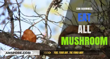 Can Squirrels Safely Eat All Mushrooms? A Foraging Guide