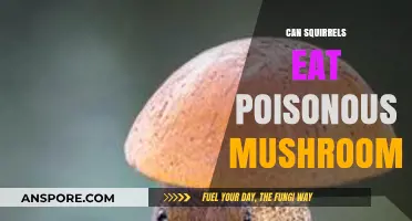 Can Squirrels Safely Eat Poisonous Mushrooms? Risks and Facts Revealed