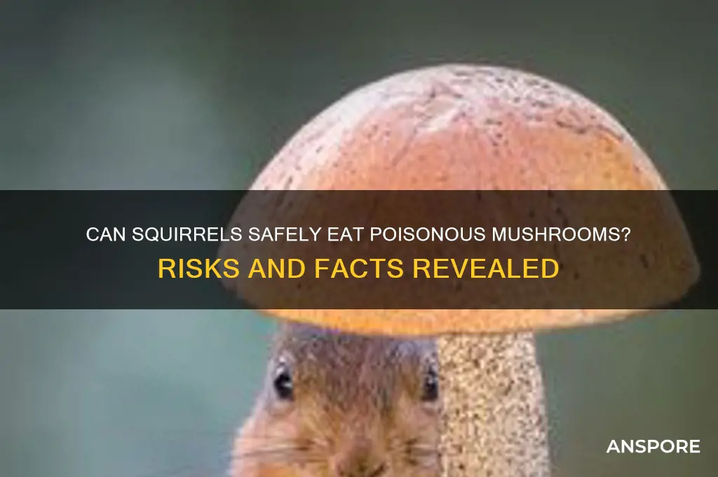 can squirrels eat poisonous mushrooms
