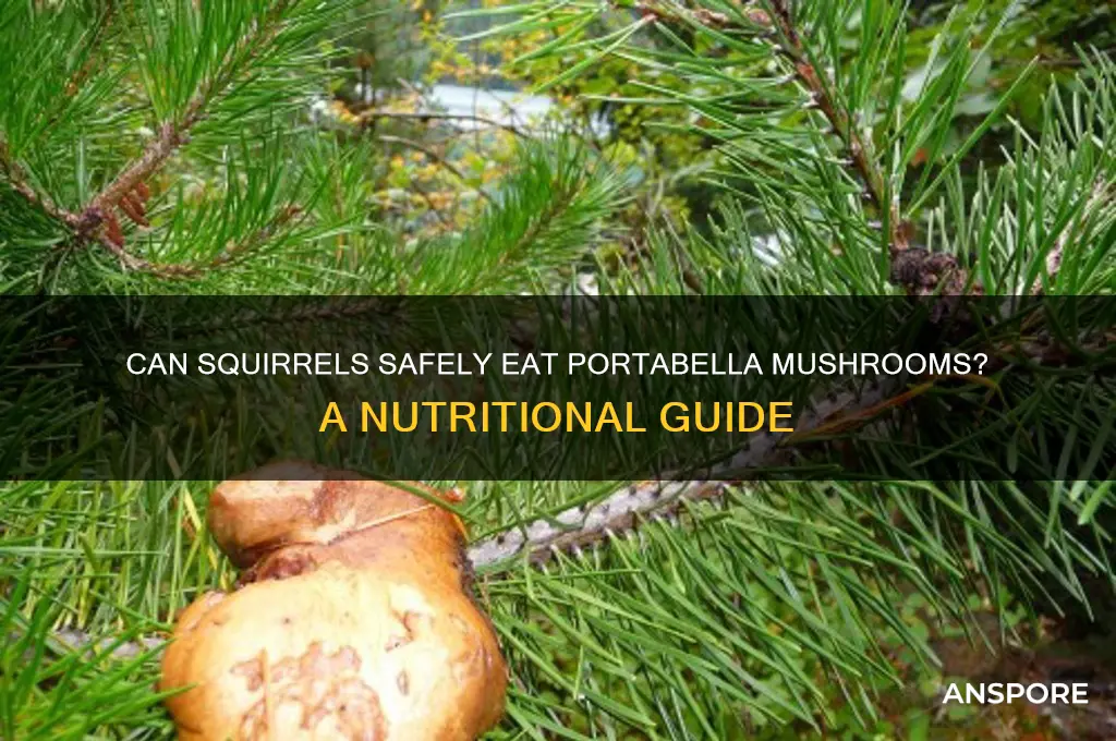 can squirrels eat portabella mushrooms