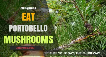 Can Squirrels Safely Eat Portobello Mushrooms? A Nutritional Guide