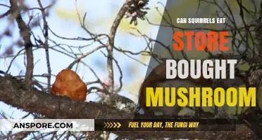 Can Squirrels Safely Eat Store-Bought Mushrooms? A Nutritional Guide