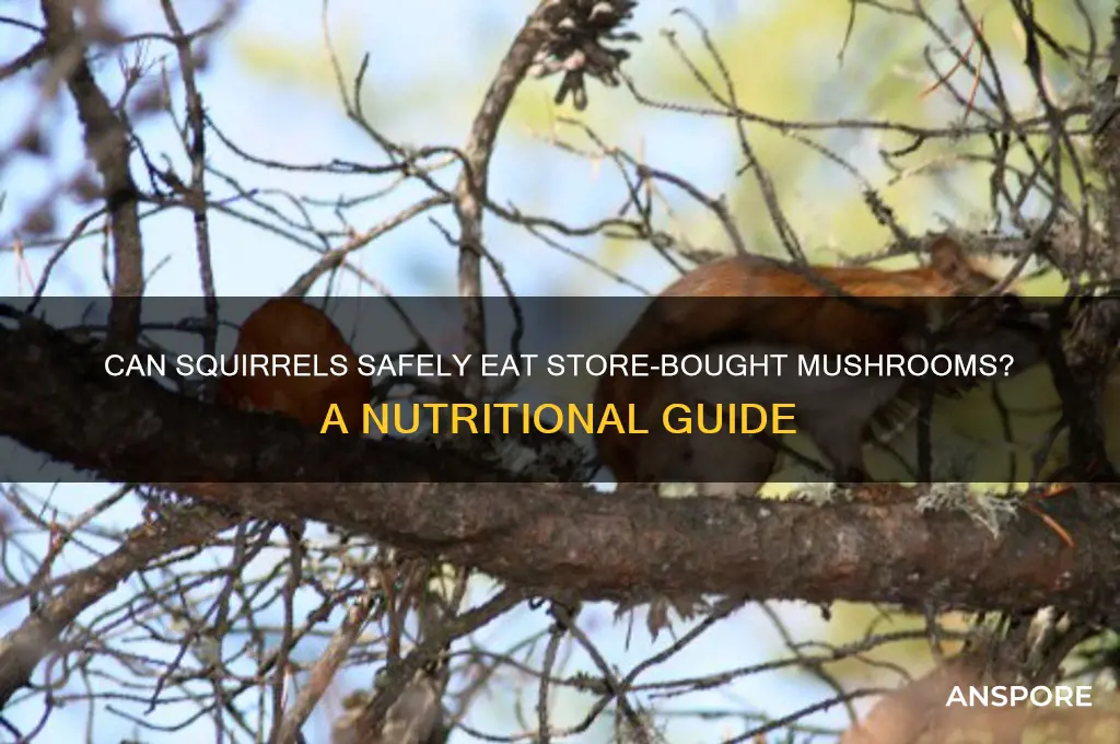 can squirrels eat store bought mushrooms