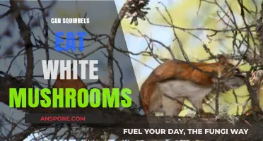 Can Squirrels Safely Eat White Mushrooms? A Nutritional Guide