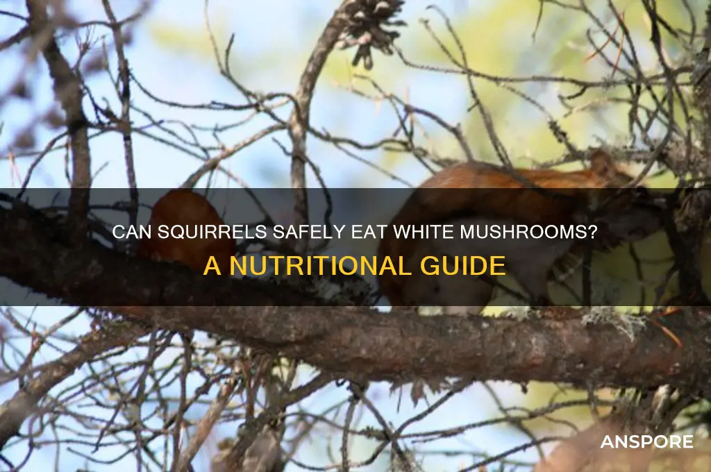 can squirrels eat white mushrooms