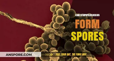 Can Staphylococcus Form Spores? Unraveling the Truth Behind This Myth