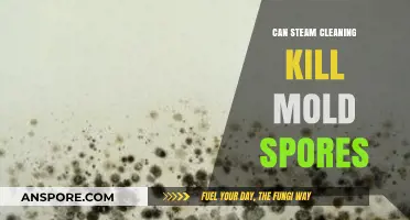Steam Cleaning vs. Mold: Can It Effectively Kill Spores?