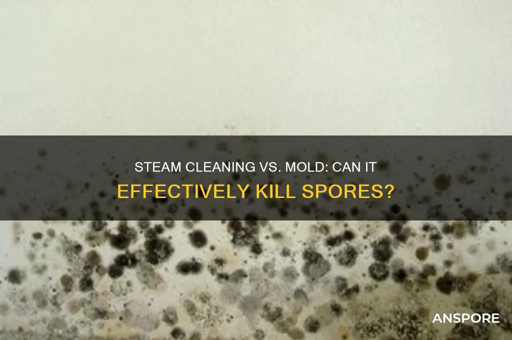 can steam cleaning kill mold spores