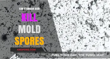 Stomach Acid vs. Mold Spores: Can It Kill Them Effectively?