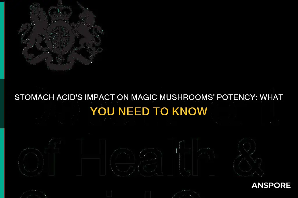 can stomach acid take away potency of magic mushrooms
