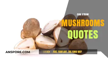 Can Straw Mushrooms Inspire You? Discover Their Surprising Quotes