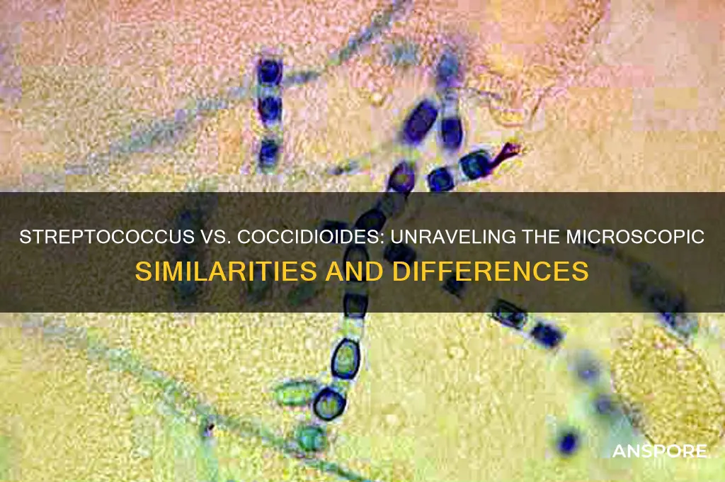 can streptococcus look like coccidioides spores