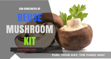 Reusing Mushroom Kit Substrates: A Sustainable Growing Practice Explained