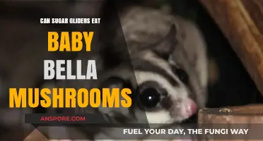 Can Sugar Gliders Safely Eat Baby Bella Mushrooms? A Guide