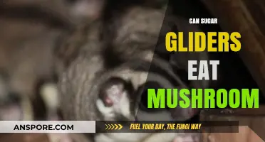 Can Sugar Gliders Safely Eat Mushrooms? A Complete Dietary Guide