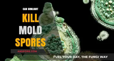 Sunlight's Power: Can Natural Light Eliminate Mold Spores Effectively?