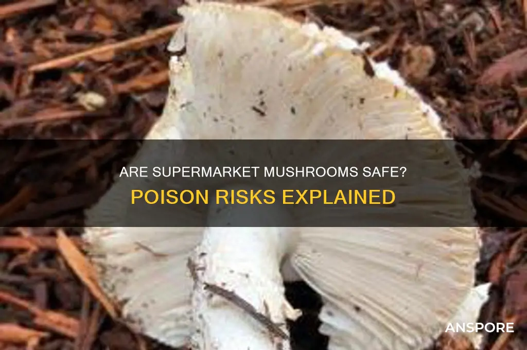 can supermarket mushrooms be poisonous