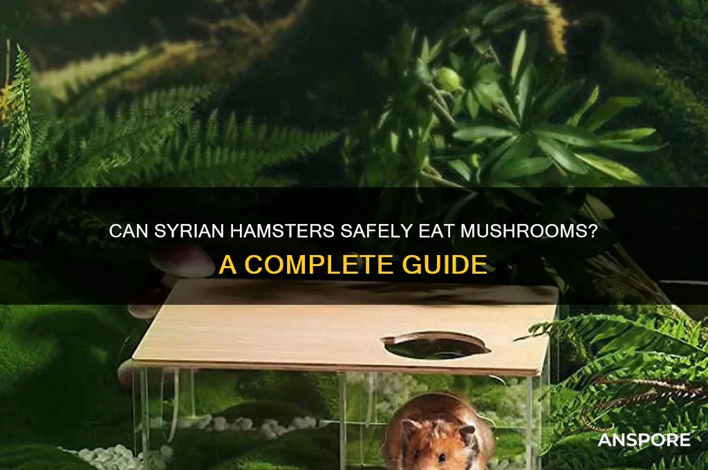 can syrian hamsters eat mushrooms