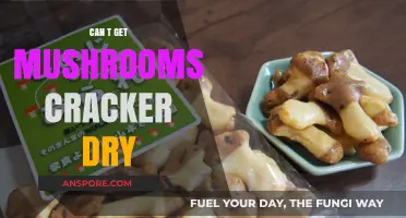 Mastering Mushroom Cracker Drying: Tips to Solve Moisture Issues