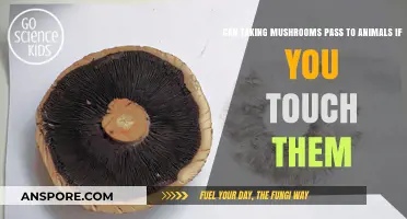 Can Mushroom Spores Transfer to Pets Through Human Contact?