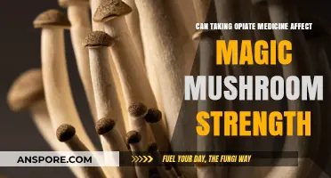 Opiate Medications and Magic Mushrooms: Potential Interactions and Effects