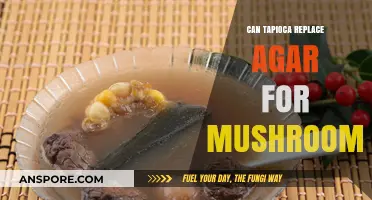 Tapioca vs. Agar: Can Tapioca Replace Agar for Mushroom Cultivation?