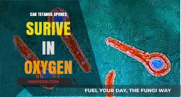 Can Tetanus Spores Survive in Oxygen? Unraveling the Myth