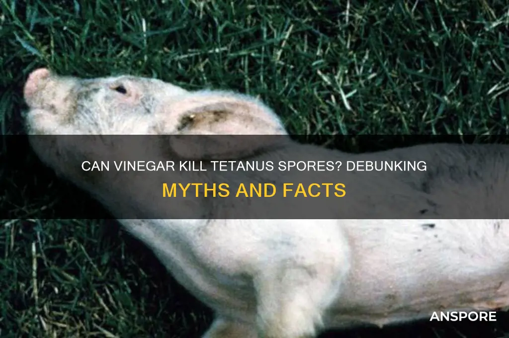 can tetnus spores be killed in vinegar