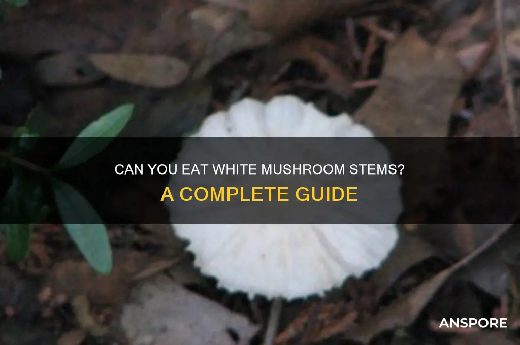 can the stem of white mushroom be eaten