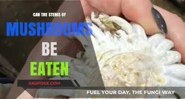Can You Eat Mushroom Stems? A Complete Guide to Edibility