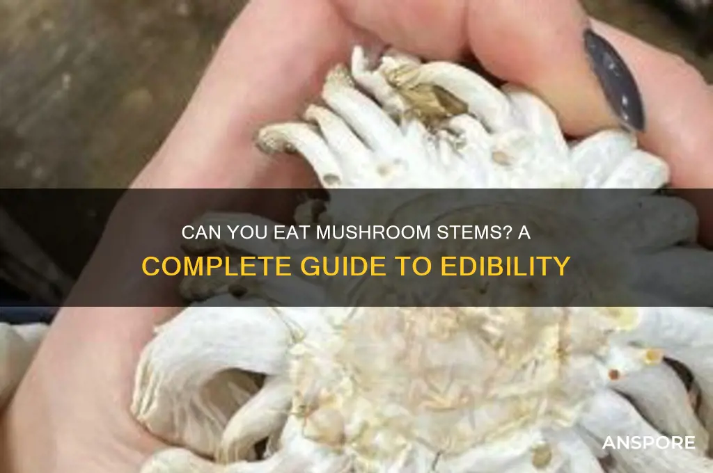 can the stems of mushrooms be eaten