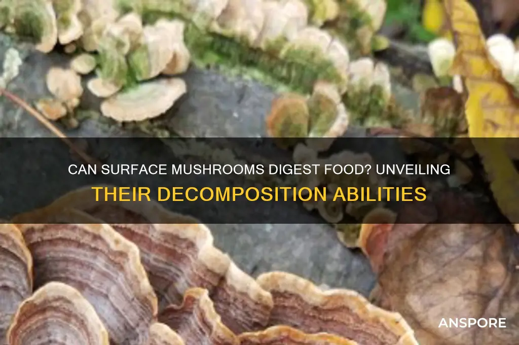 can the surface mushroom break down food