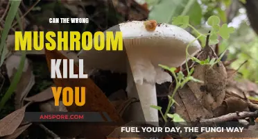 Deadly Mistake: Can the Wrong Mushroom Kill You?