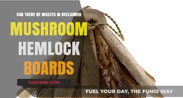 Insects in Reclaimed Mushroom Hemlock Boards: What You Need to Know