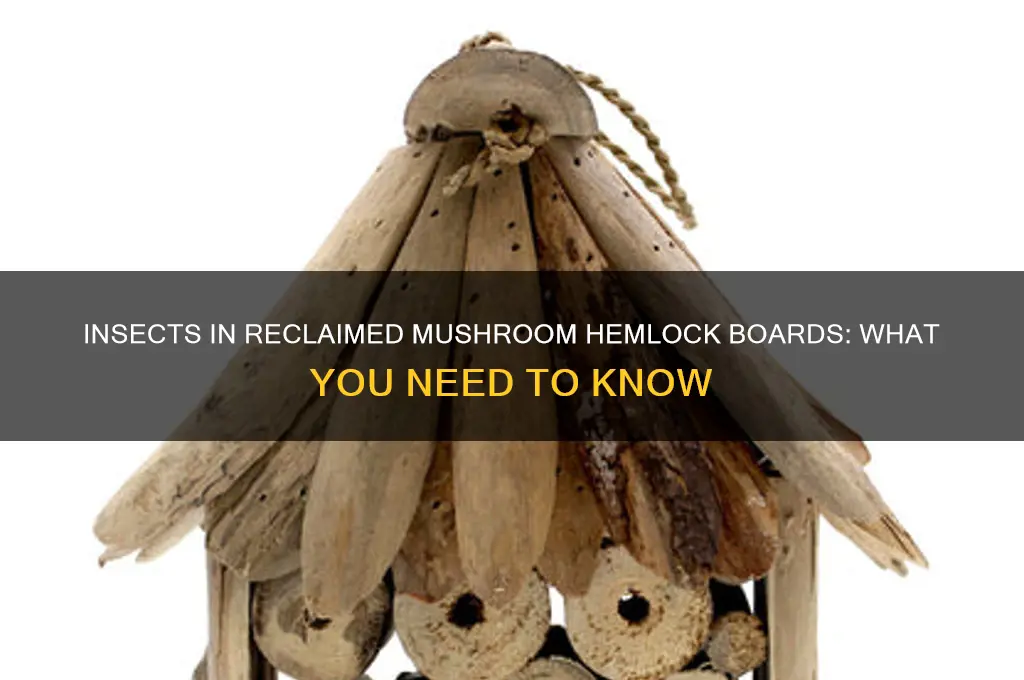can there be insects in reclaimed mushroom hemlock boards