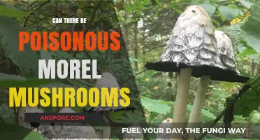 Are Morel Mushrooms Poisonous? Unraveling the Truth About Toxicity