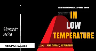 Can Thermophilic Spores Thrive in Low-Temperature Environments?